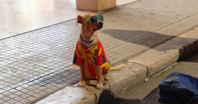Cane costretto a stare sotto il sole con la maglia da calcio per l’elemosina: denuncia a Lecce