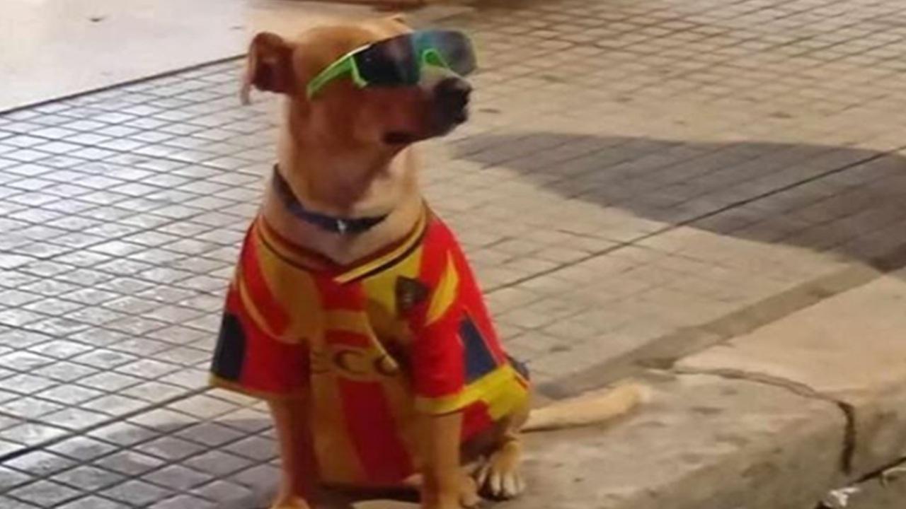 Cane costretto a stare sotto il sole con la maglia da calcio per l'elemosina: denuncia a Lecce