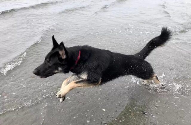 Cane da ricerca trova cagnolone anziano intrappolato nel fango da 2 giorni