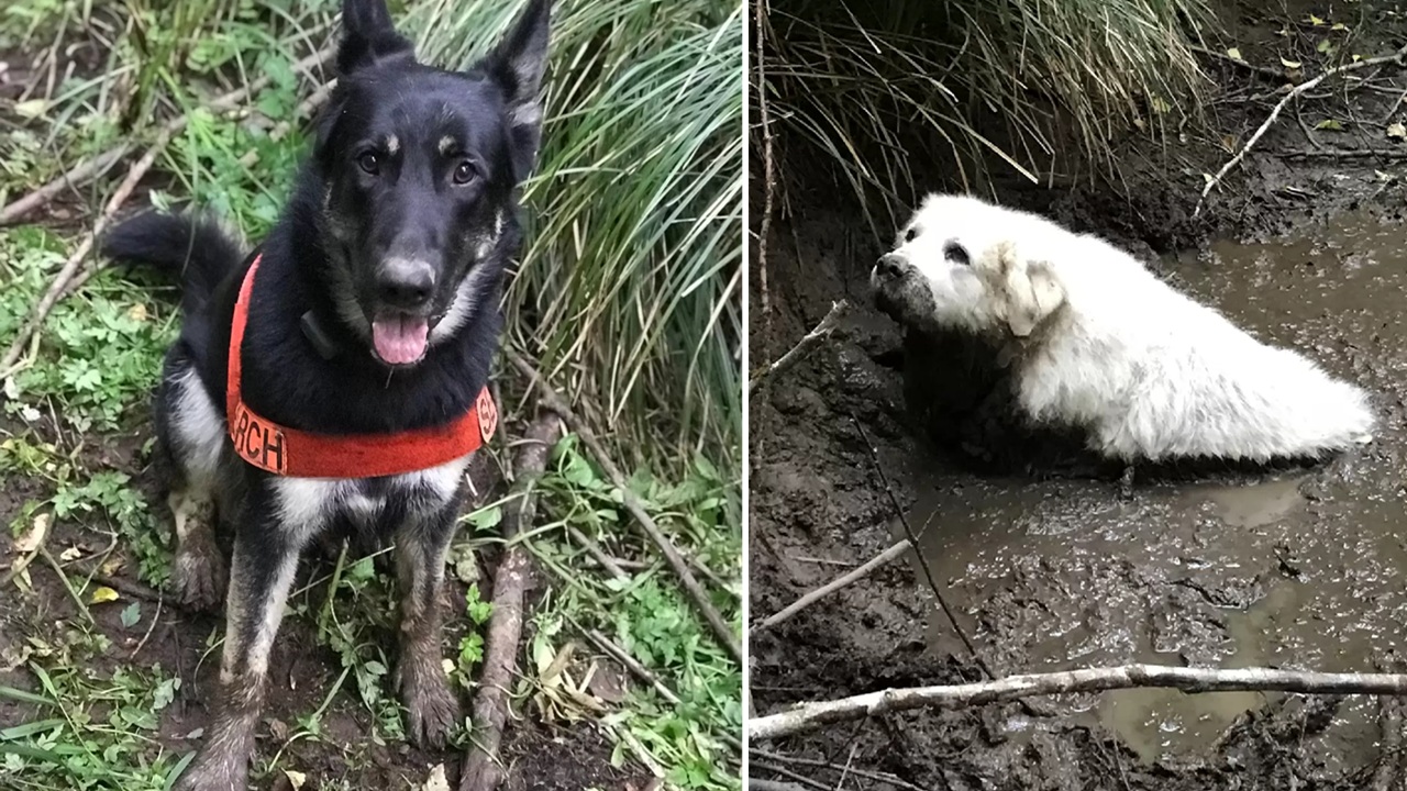 Cane da ricerca trova cagnolone anziano intrappolato nel fango