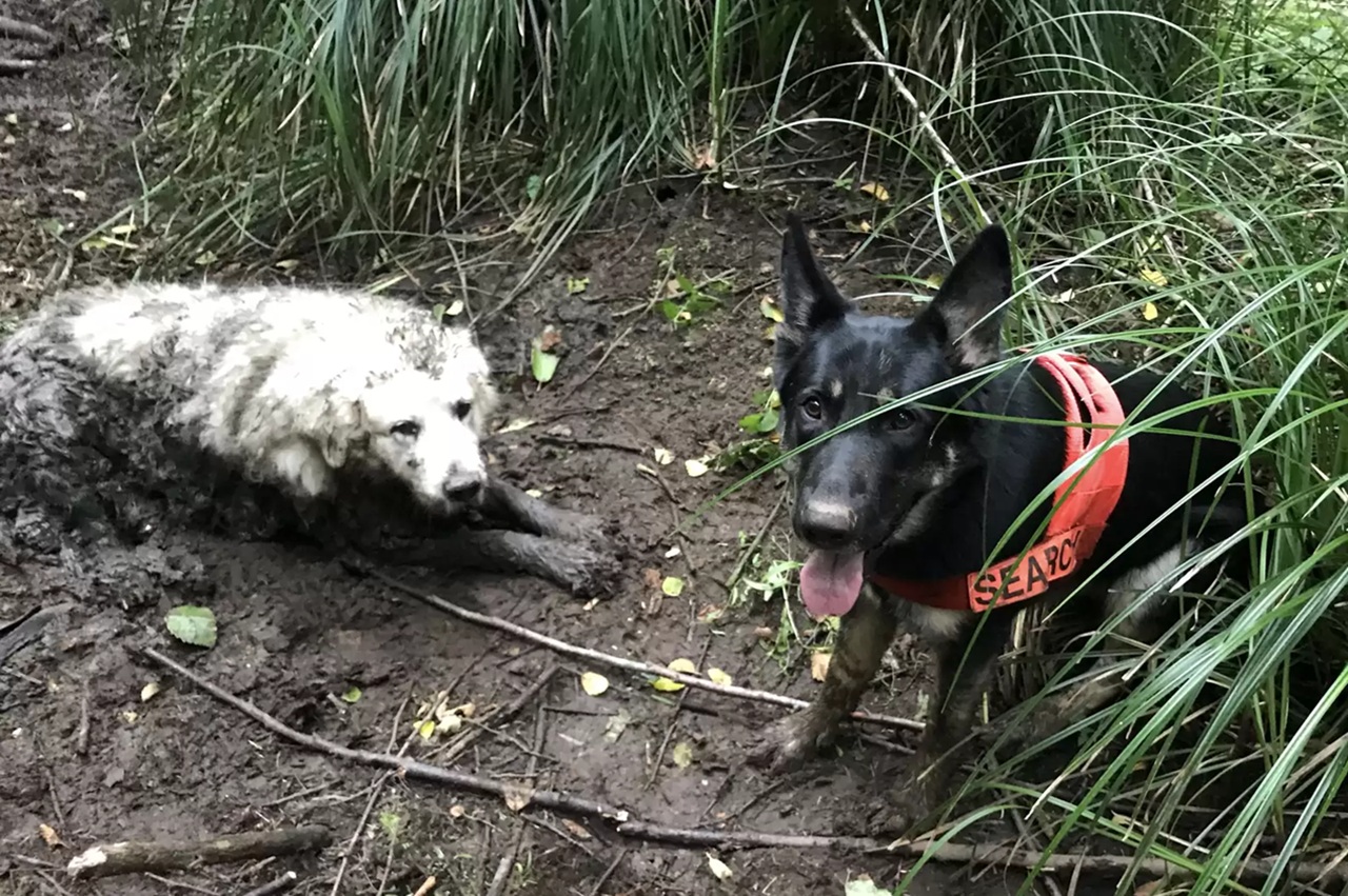 Cane da ricerca trova cagnolone anziano intrappolato nel fango