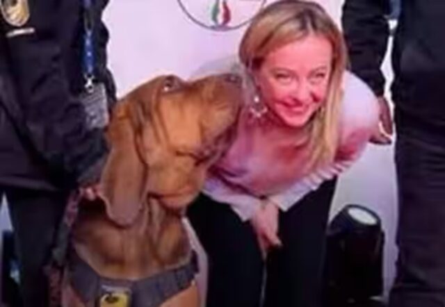 Cane da soccorso che ha salvato 9 persone ucciso da un’esca piena di chiodi