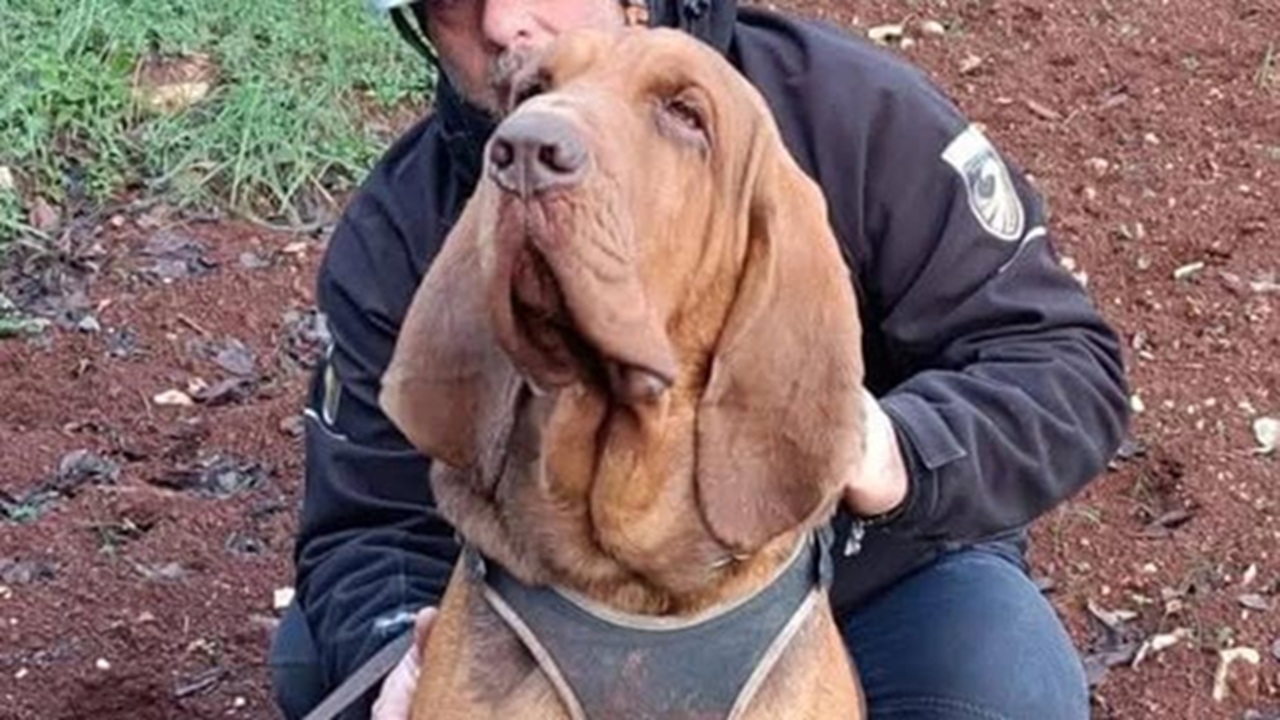 Cane da soccorso ucciso