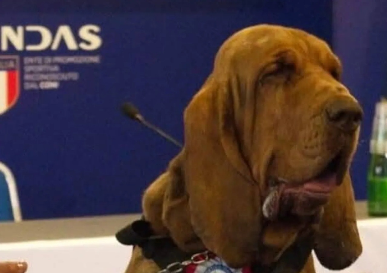 Cane Bruno