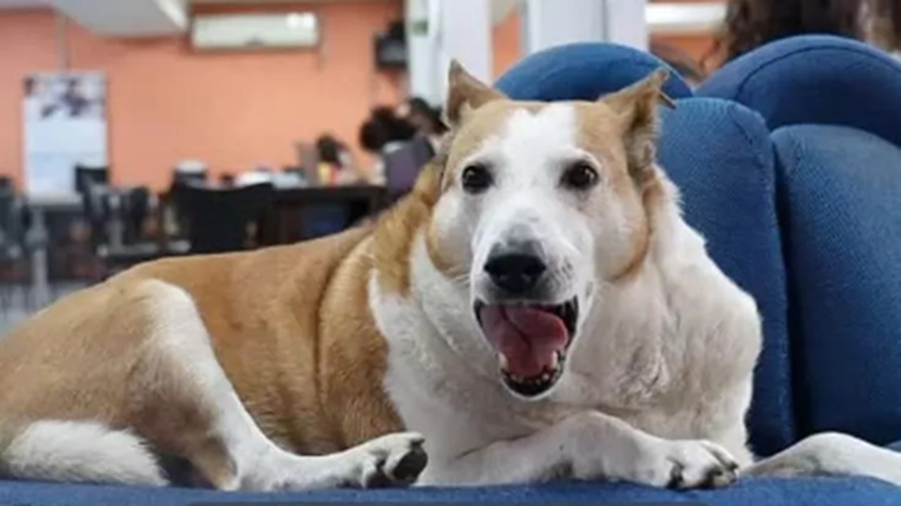 cane università trovato casa
