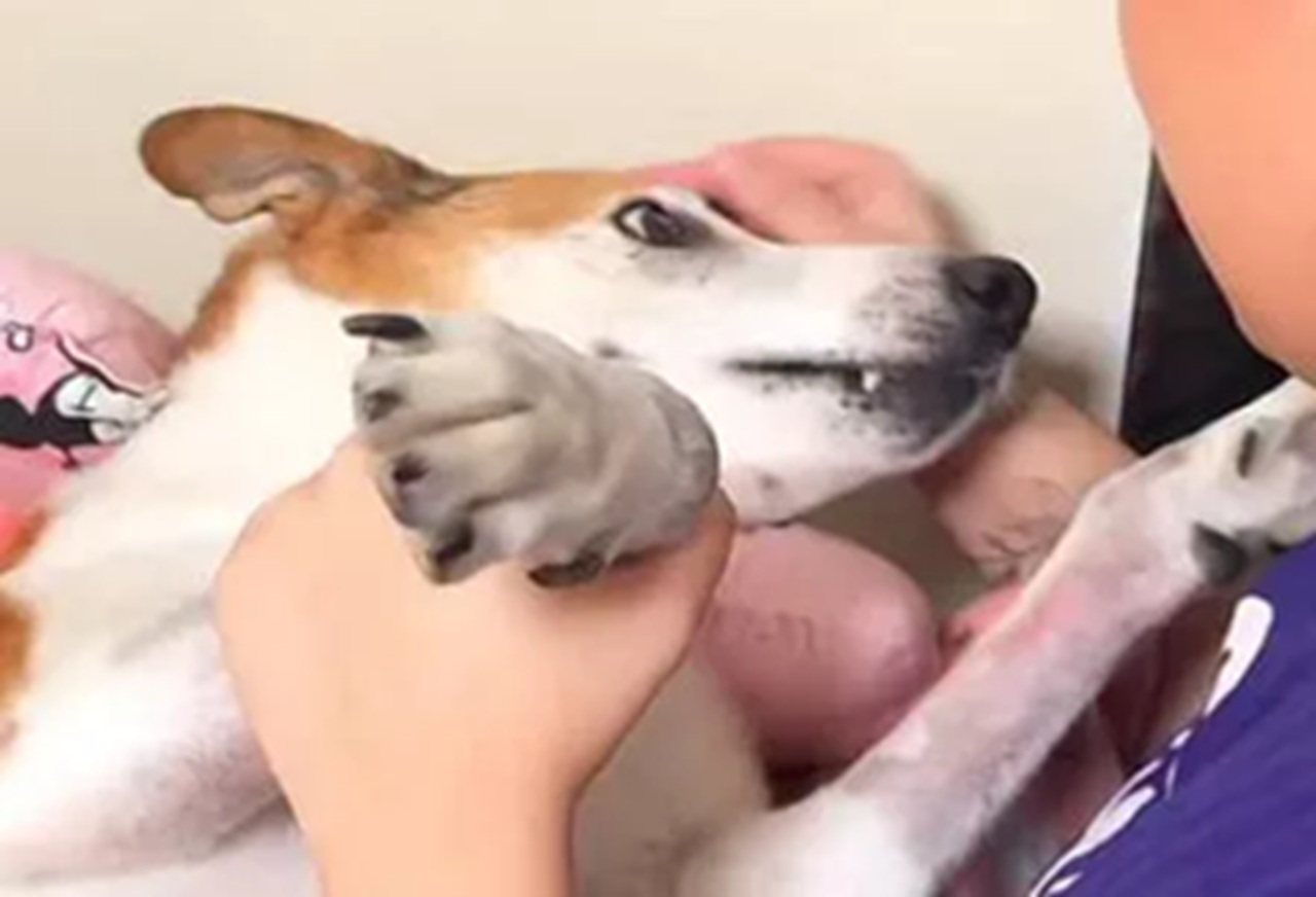 Cane con i nuovi proprietari