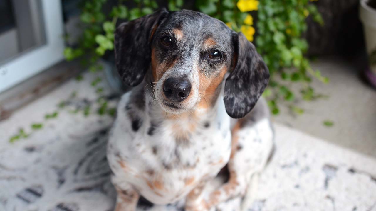 Cane membro della famiglia