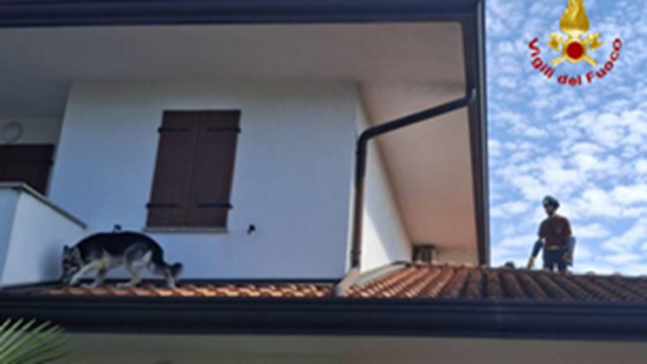 Cane uscito dalla finestra sul tetto