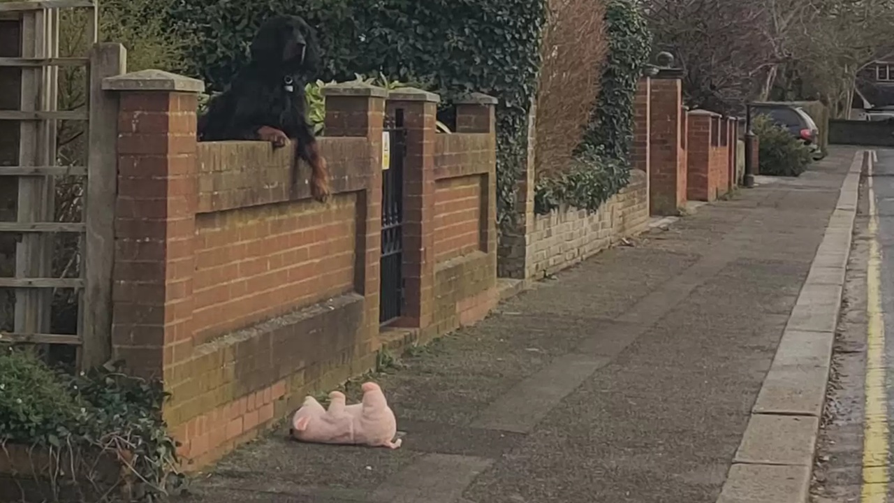 cane maiale di peluche