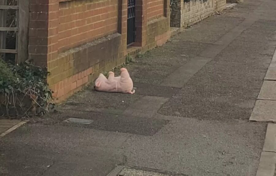 maiale di peluche per terra
