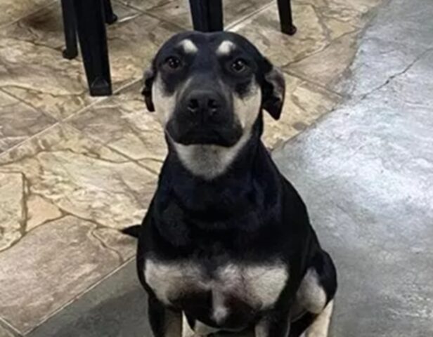 Cane identico al suo cane morto: “Me lo ha mandato Neguinha”