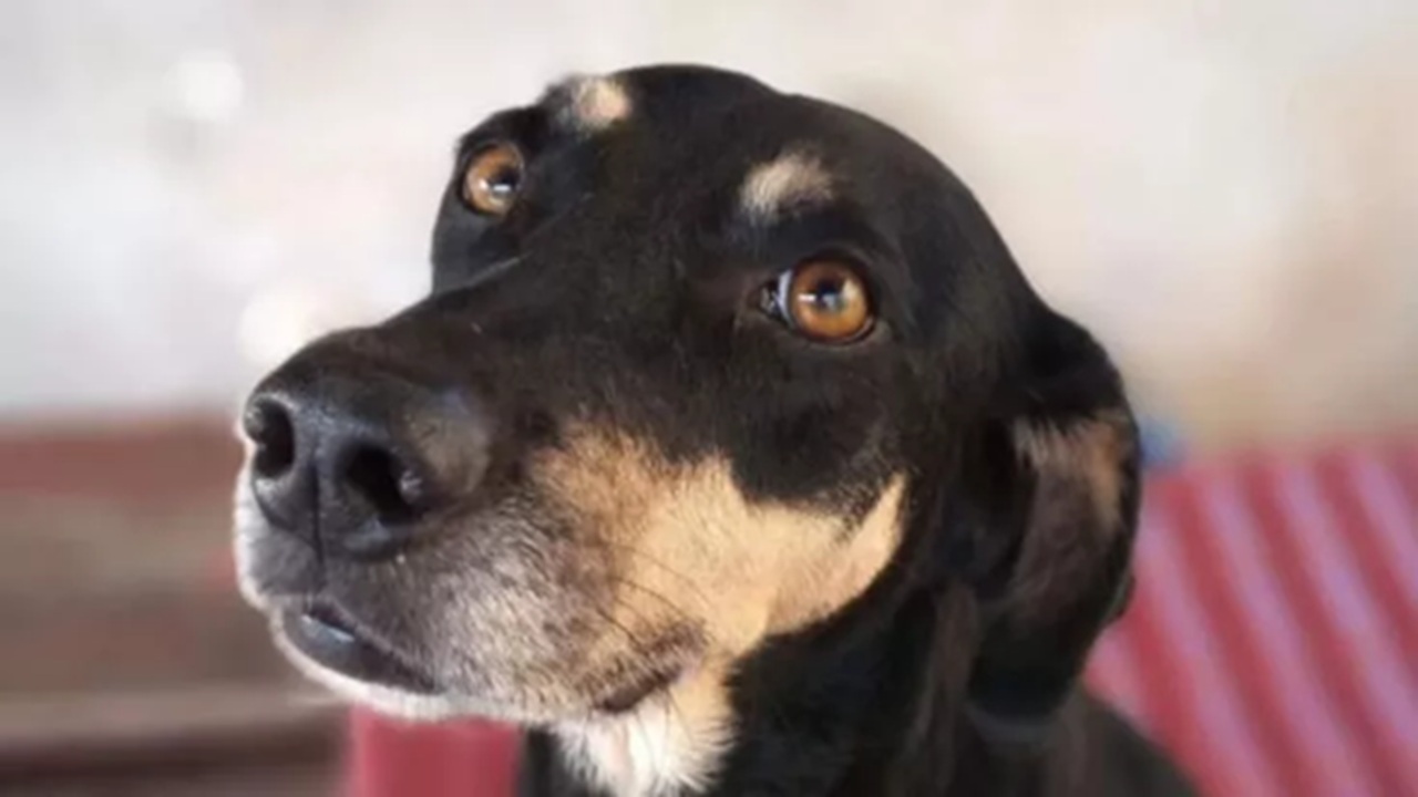 Cane identico al suo cane morto