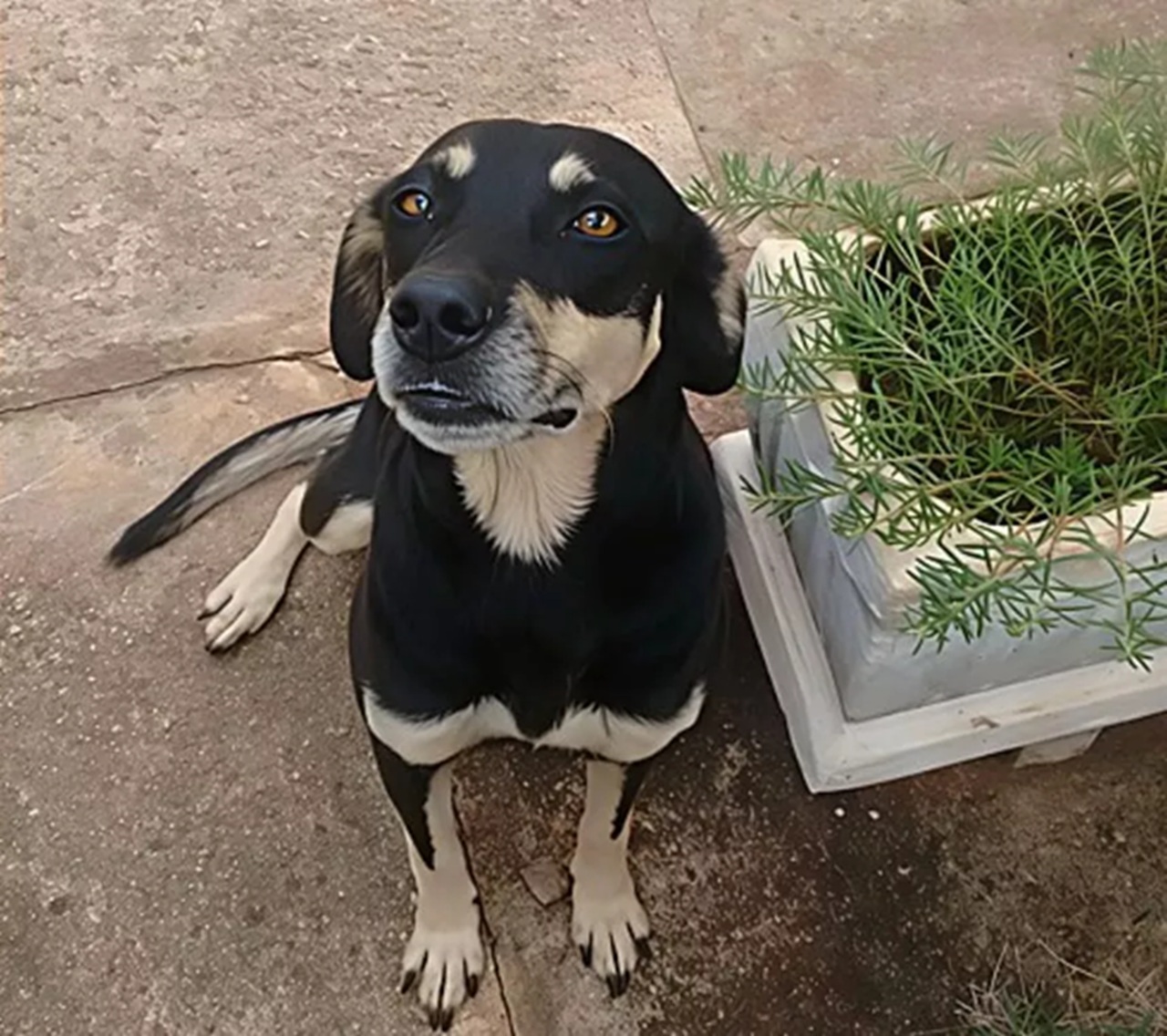Cane in giardino