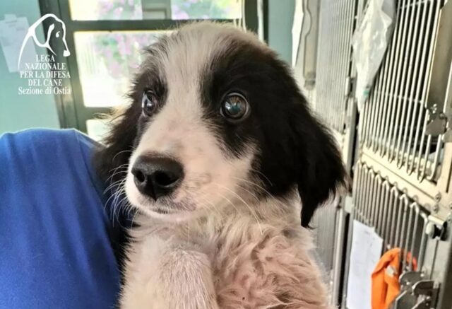 Cane ipovedente abbandonato: chi può aiutare Stewie?
