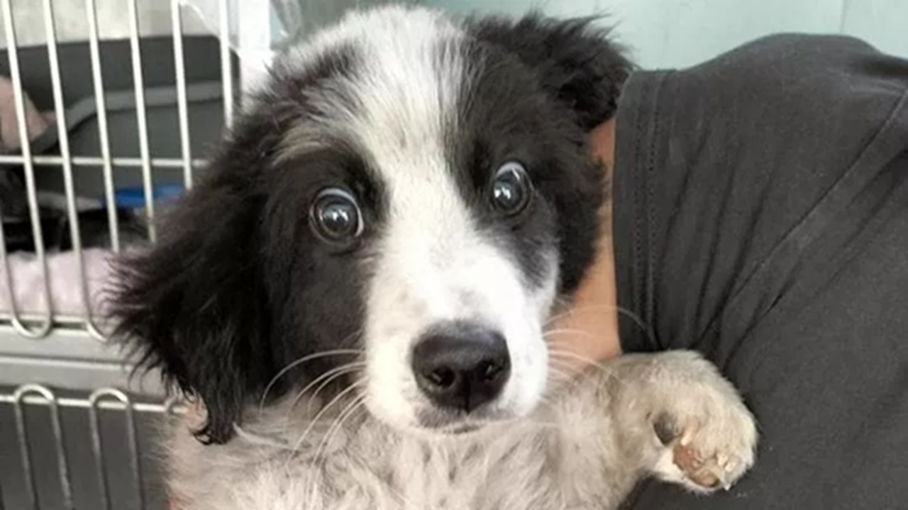 cane ipovedente abbandonato