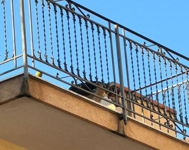 Cane lasciato al sole in terrazza a Palermo: il Comune interviene