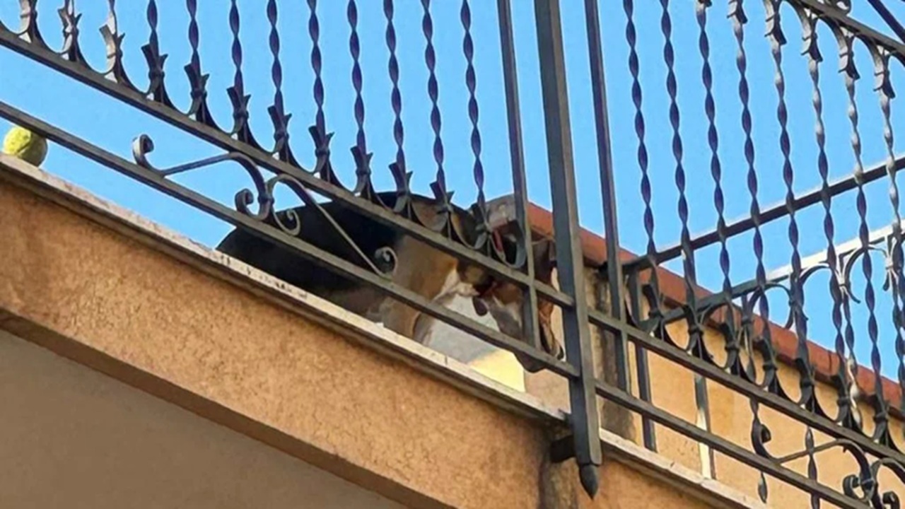 cane lasciato terrazza palermo