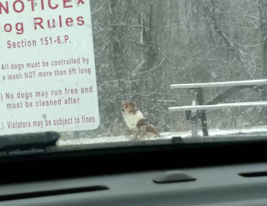 Cane lasciato solo al parco non ha permesso a nessuno di aiutarlo per giorni