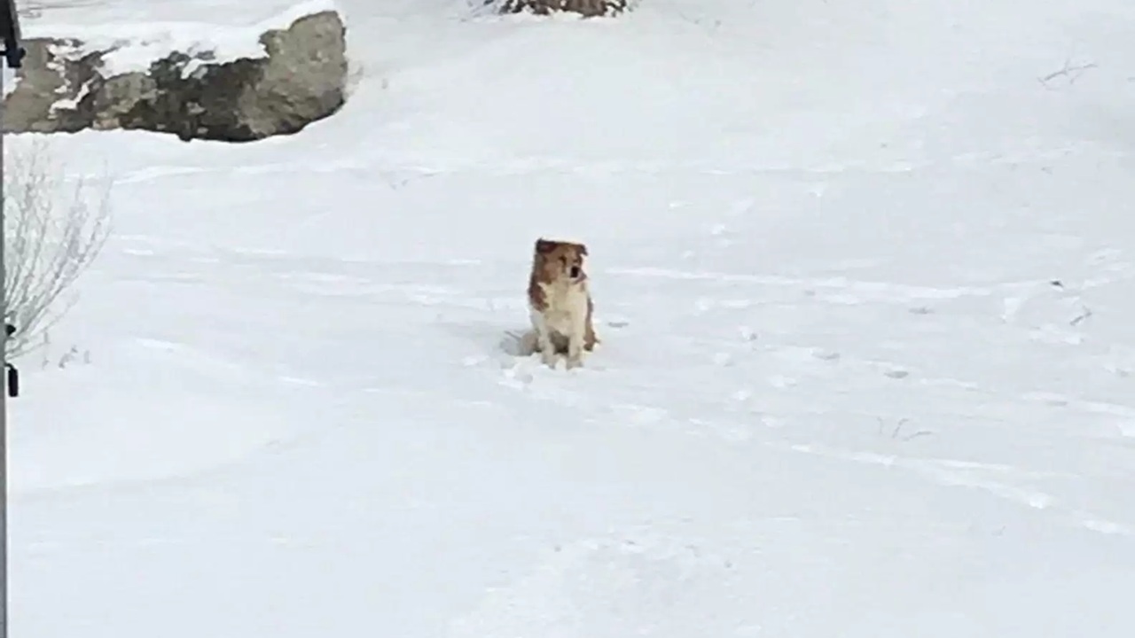 Cane lasciato solo al parco