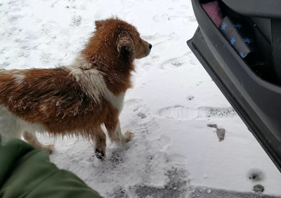 Cane salvato nella neve