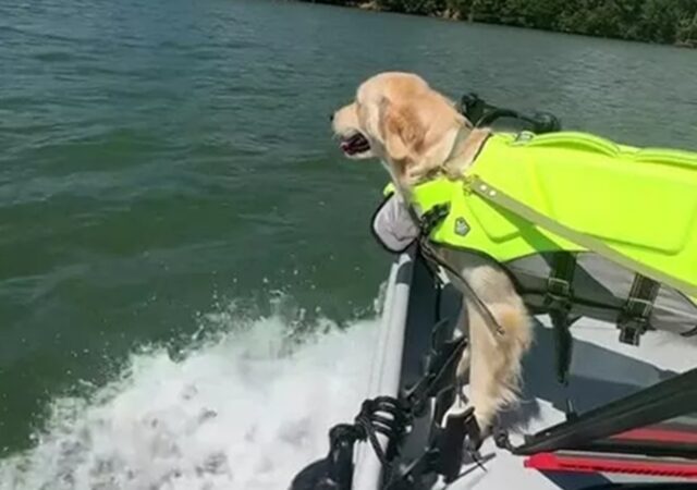 Cane non vuole tornare a casa dopo un’estate trascorsa al lago