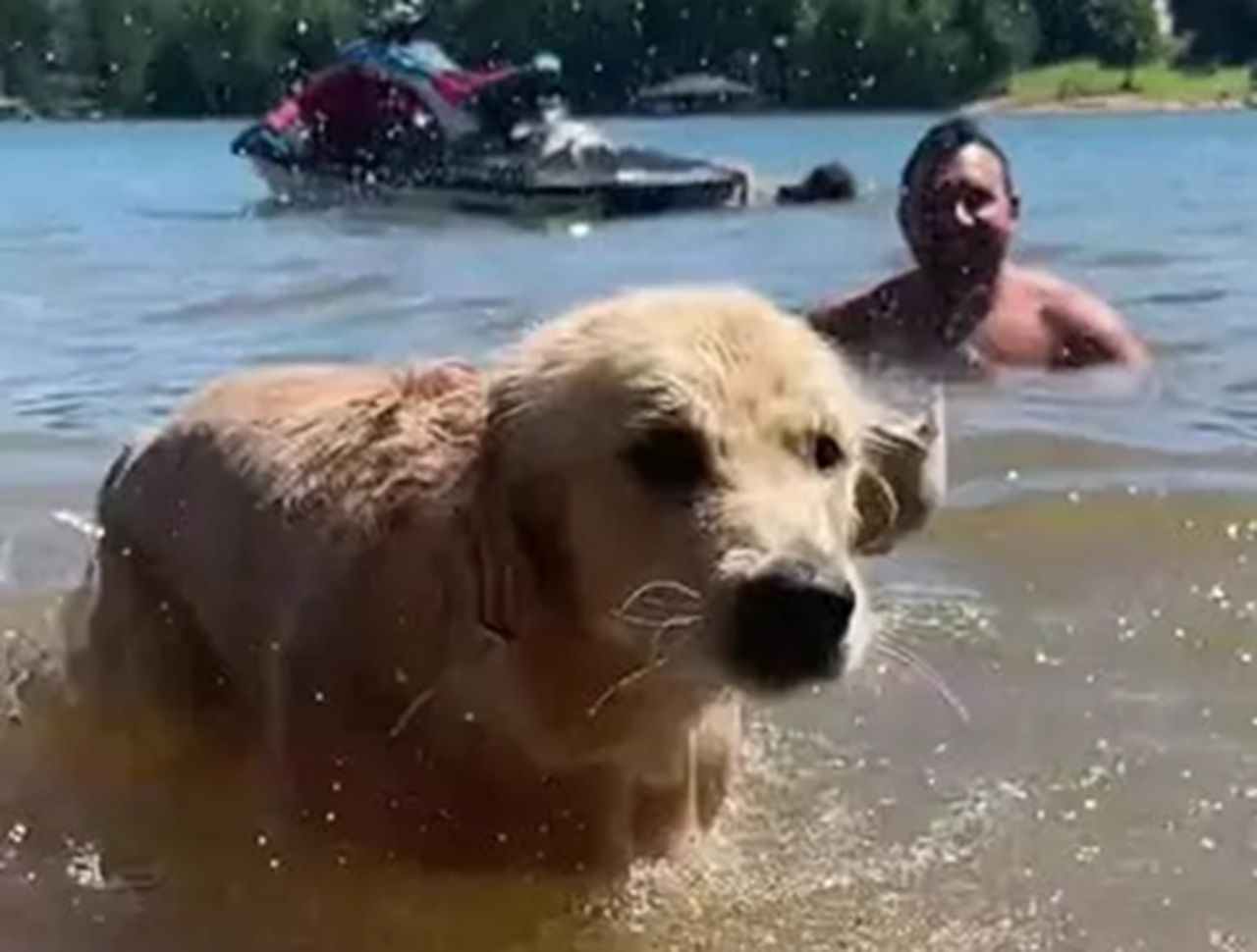 Cane nuota nel lago