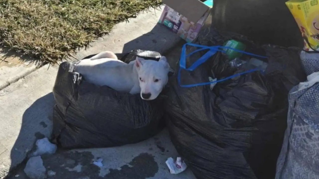 Cane rannicchiato vicino al bidone della spazzatura