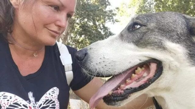Cane salva due volte la proprietaria da uno stalker: lo hanno poi avvelenato