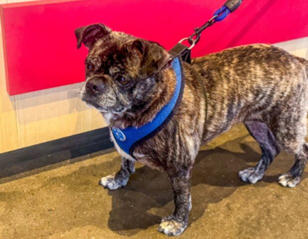 Cane scomparso otto anni fa per l’uragano Harvey trovato a 480 km di distanza