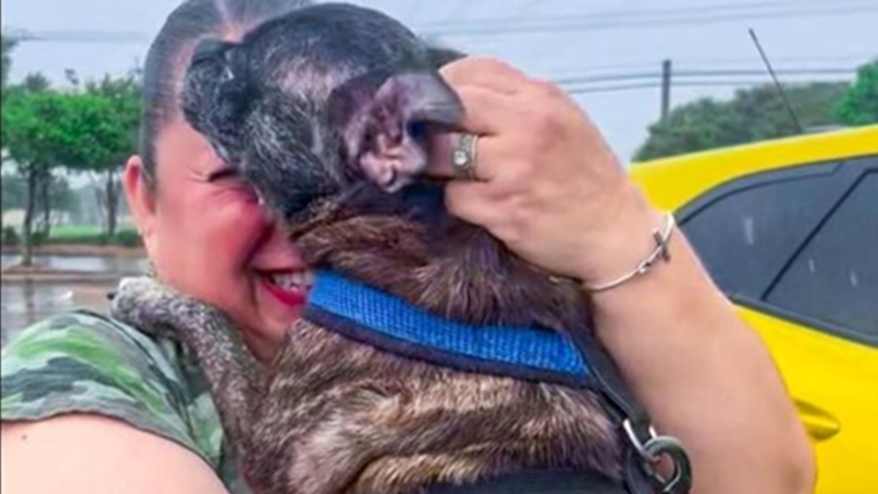Cane scomparso otto anni fa per l'uragano Harvey