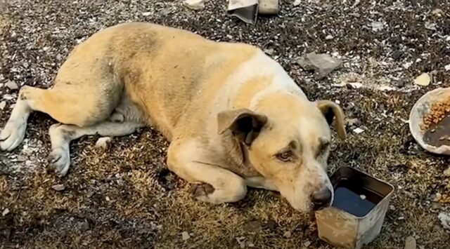 Cane smarrito tra le macerie di una casa bruciata