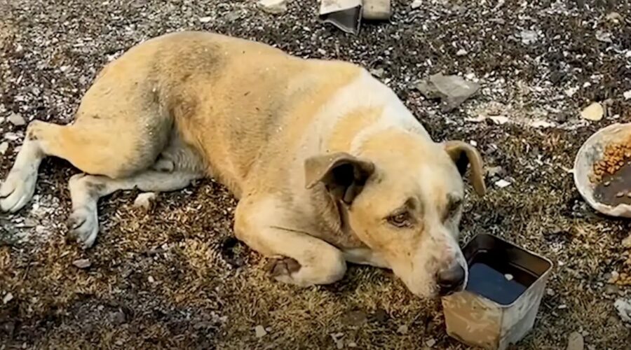 Cane smarrito tra le macerie di una casa bruciata