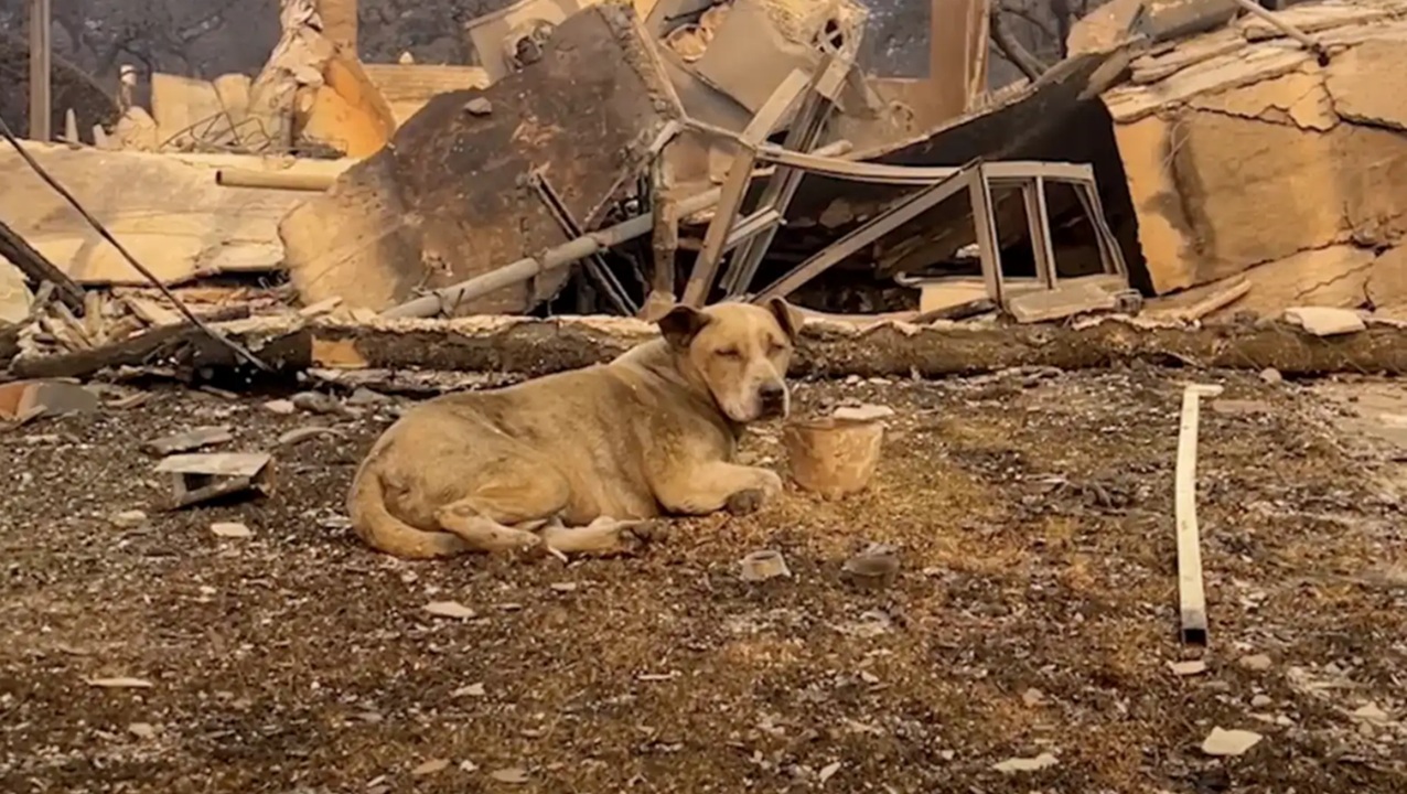 Cane smarrito tra le macerie di una casa bruciata