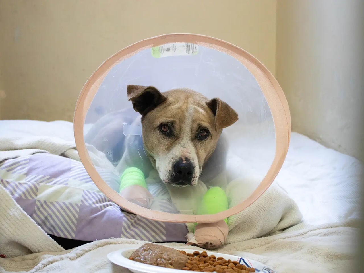 Cane nella nuova casa