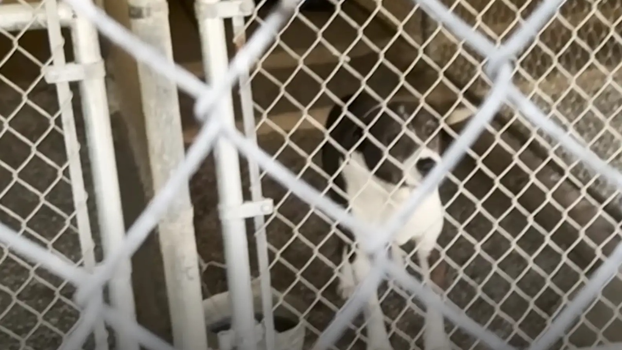 Cane sordo evacuazione incendio