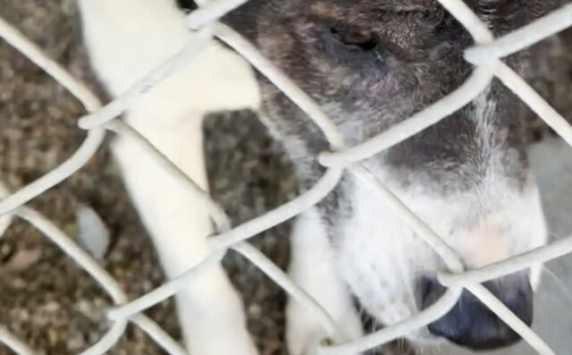 Cane sordo non si accorge dell’evacuazione per incendio e viene abbandonato