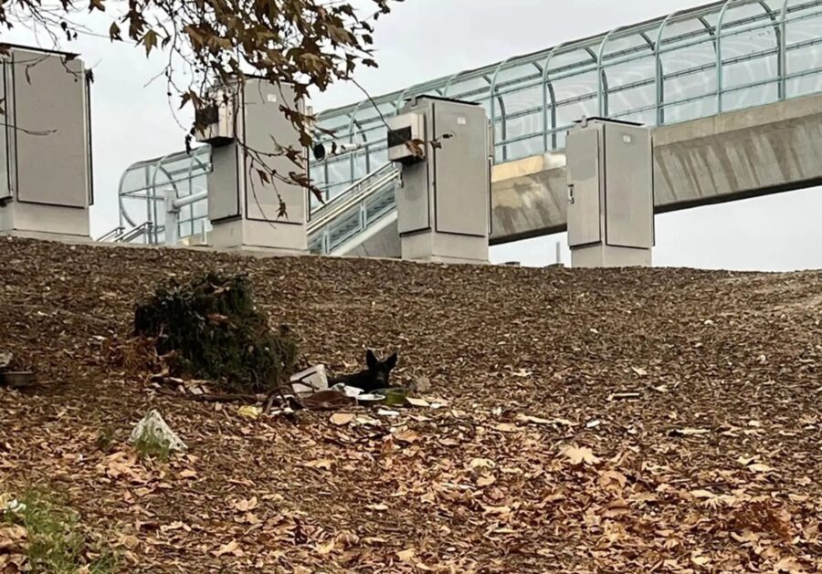 Cane sotto la rampa di uscita dell’autostrada: il salvataggio