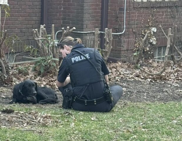 Un cane spaventato non lascia avvicinare nessuno, poi arriva il suo angelo custode