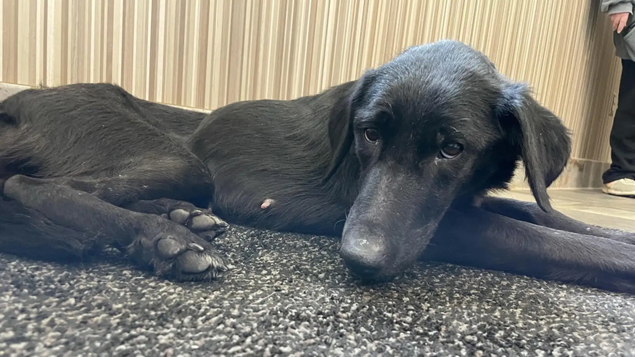 cane spaventato non lascia avvicinare nessuno