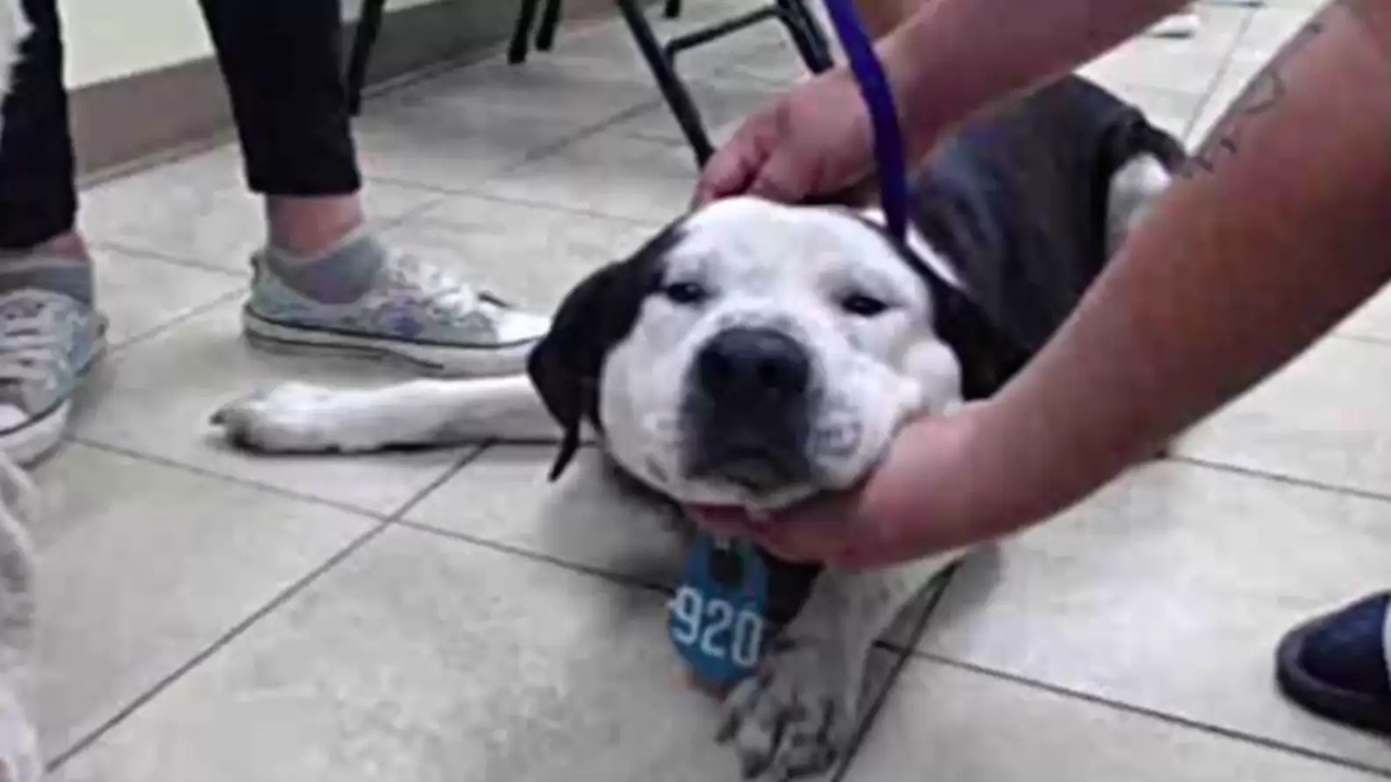 Cane spaventato portato al rifugio dal proprietario