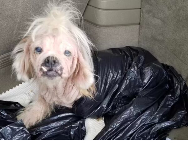 Cane “tricheco” abbandonato nel sacco della spazzatura del rifugio