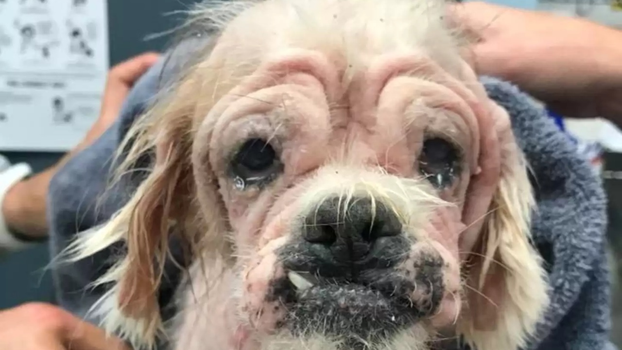 Cane "tricheco" abbandonato