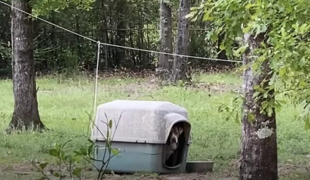 Cane triste nella cuccia nel cortile della casa abbandonata