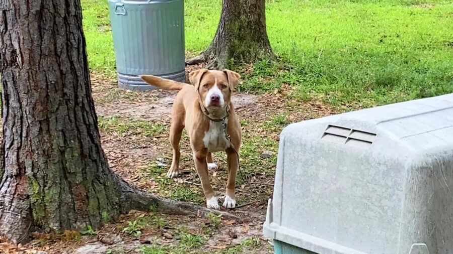 cane triste nella vecchia cuccia nel cortile