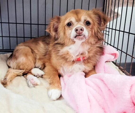 Cane trovato a mangiare spazzatura si trasforma con un po’ d’amore
