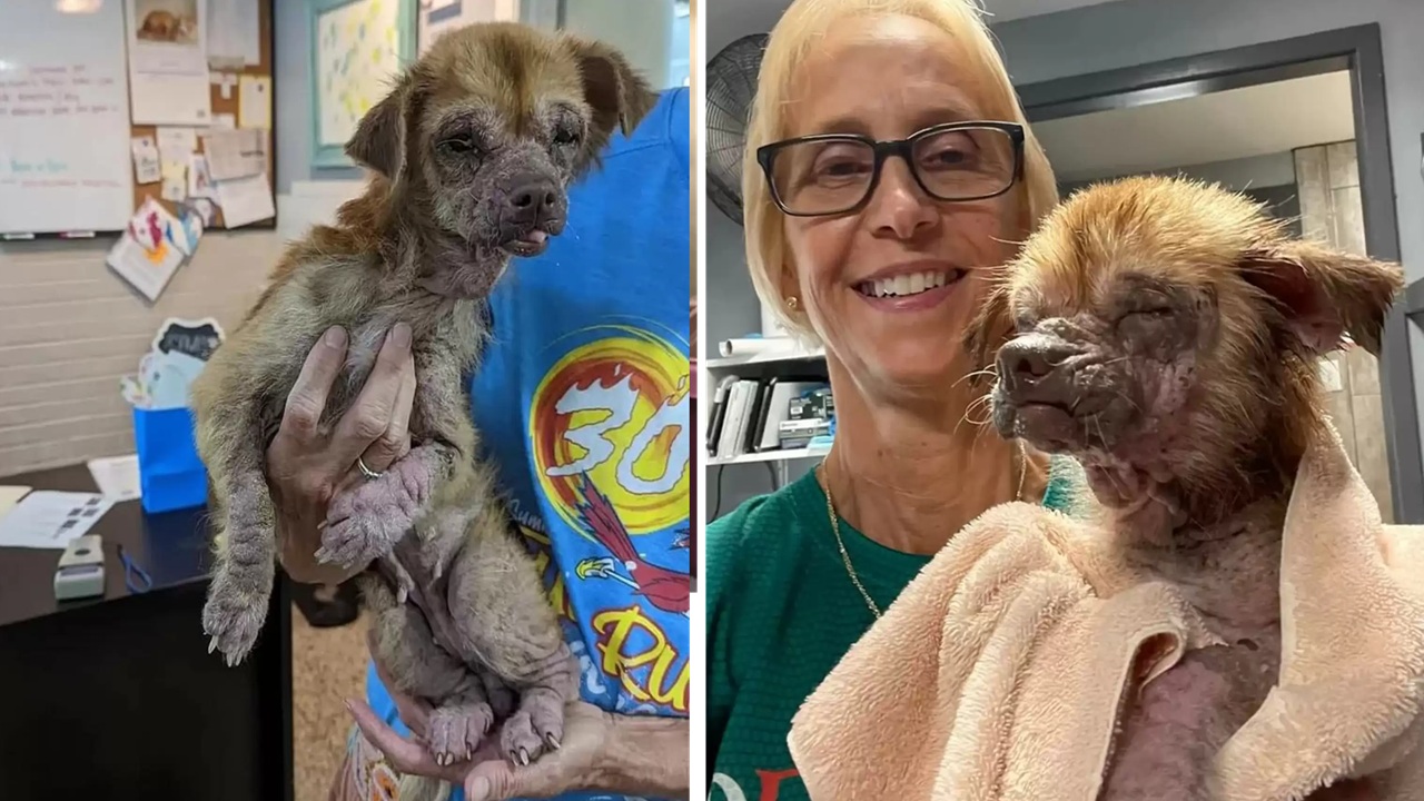 Cane trovato a mangiare spazzatura