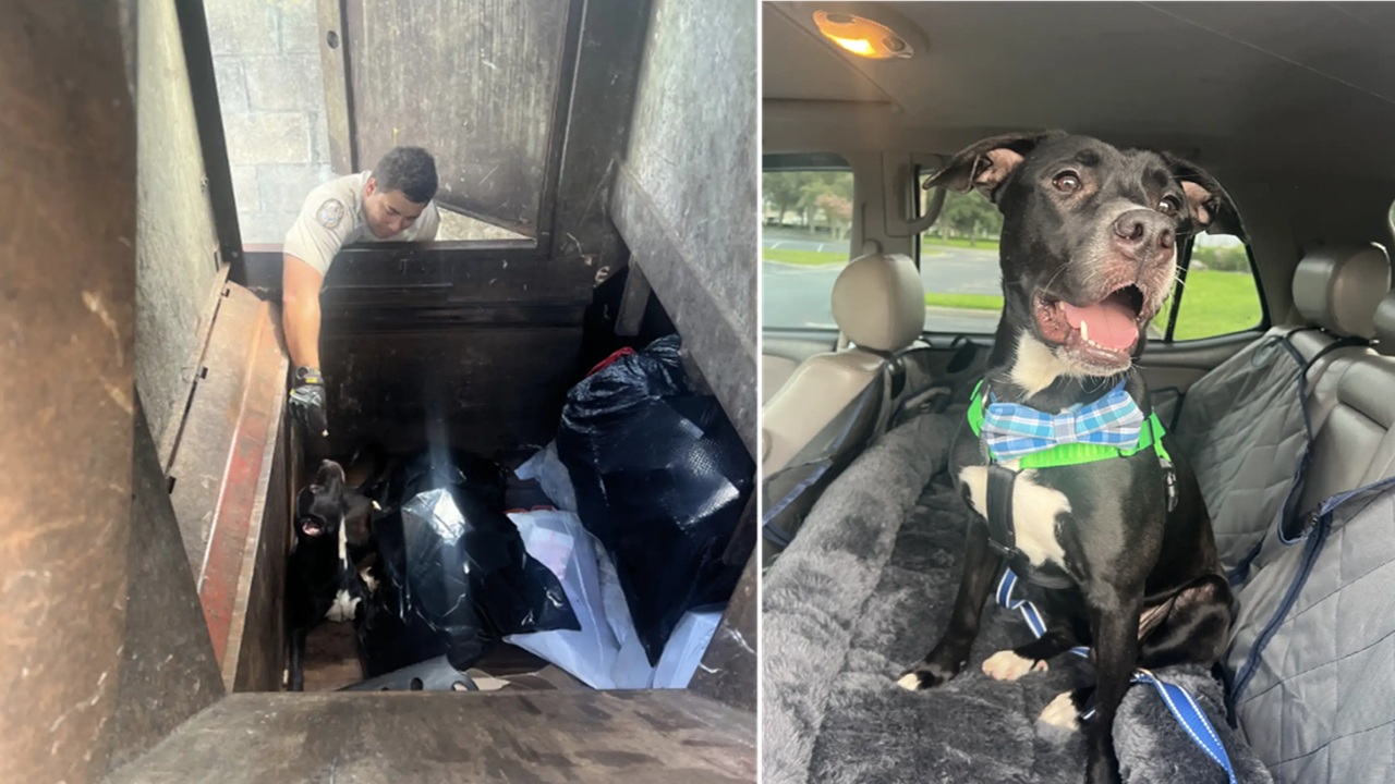 Cane trovato dai soccorritori nel compattatore di rifiuti