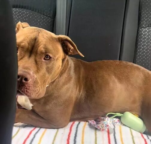 Cane vede la vita cambiare in una notte grazie a una persona speciale