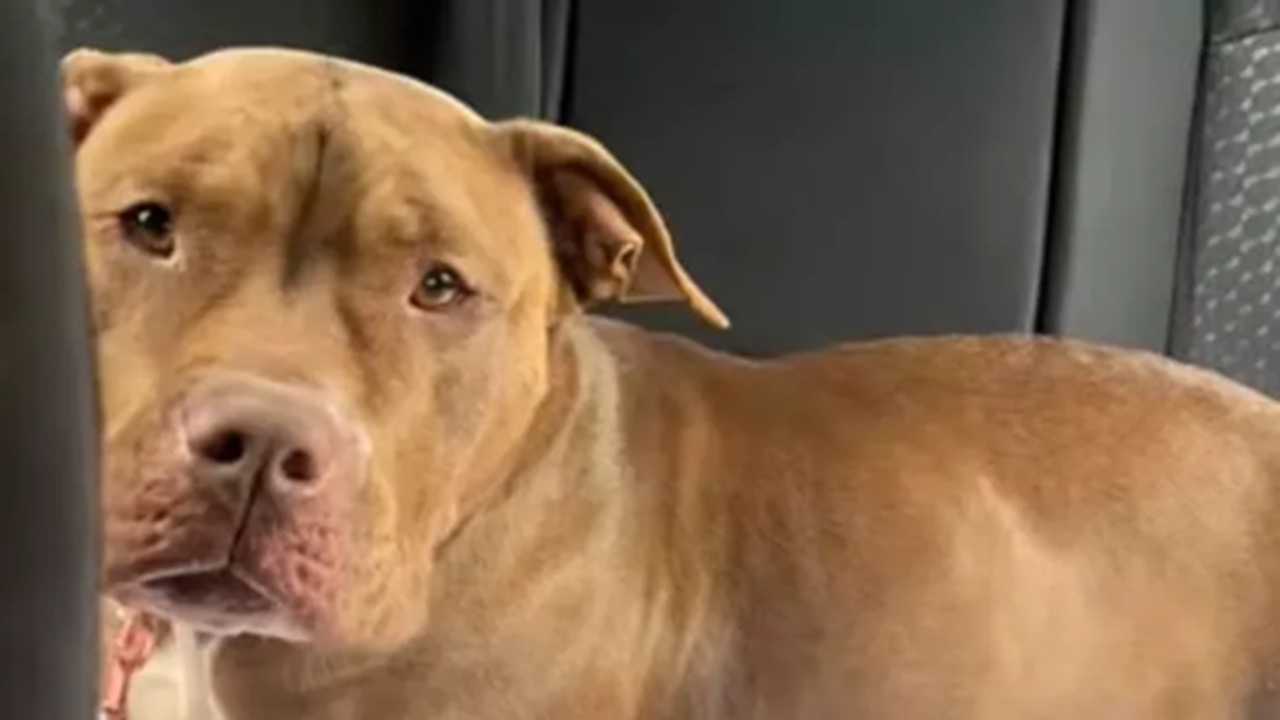 Cane vede la vita cambiare in una notte