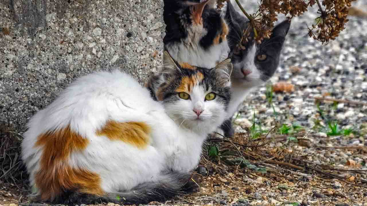 Gatti abbandonati in estate in Italia